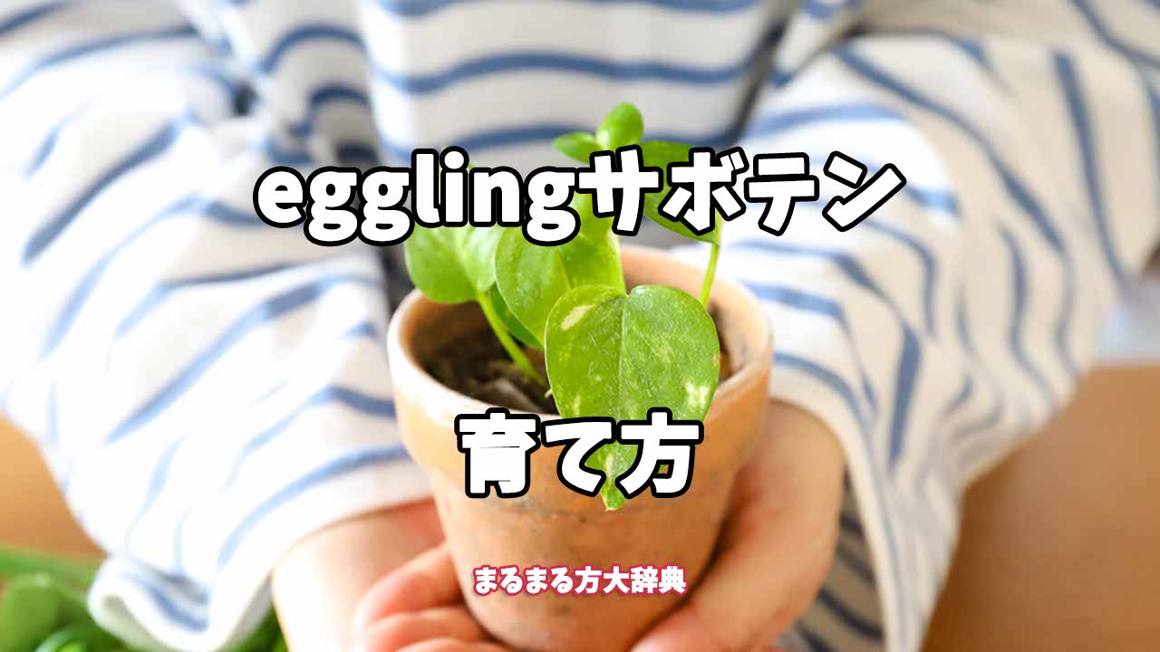【プロが解説】egglingサボテンの育て方