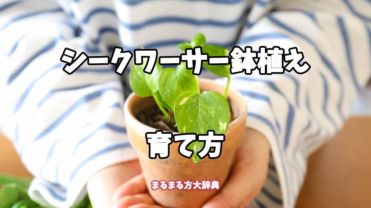 【プロが解説】シークワーサー鉢植えの育て方