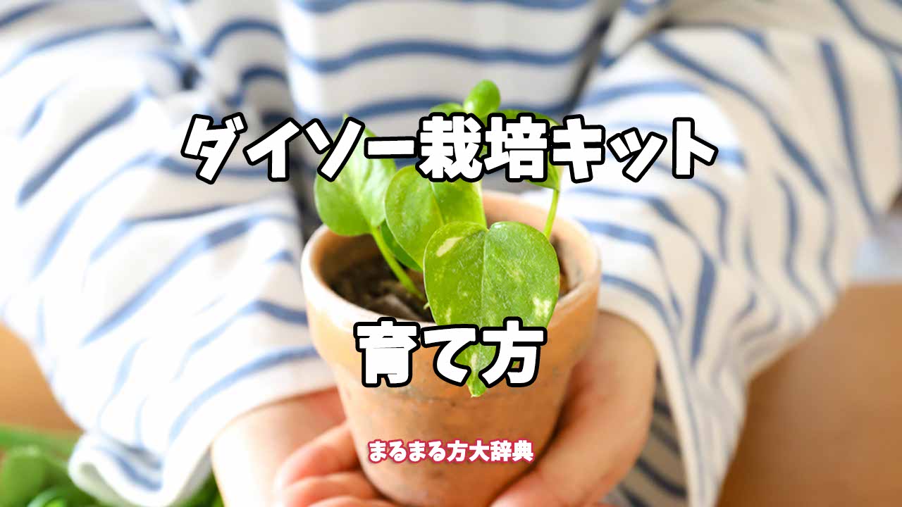 【プロが解説】ダイソー栽培キットの育て方