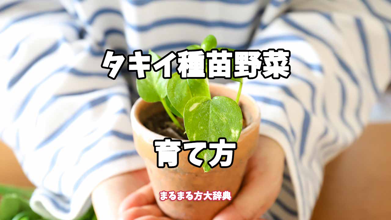 【プロが解説】タキイ種苗野菜の育て方