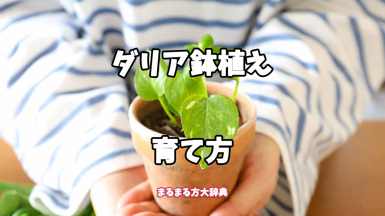 【プロが解説】ダリア鉢植えの育て方