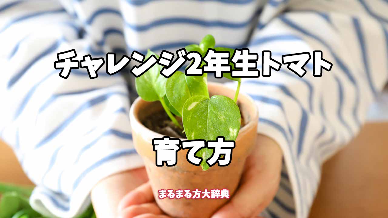 【プロが解説】チャレンジ2年生トマトの育て方
