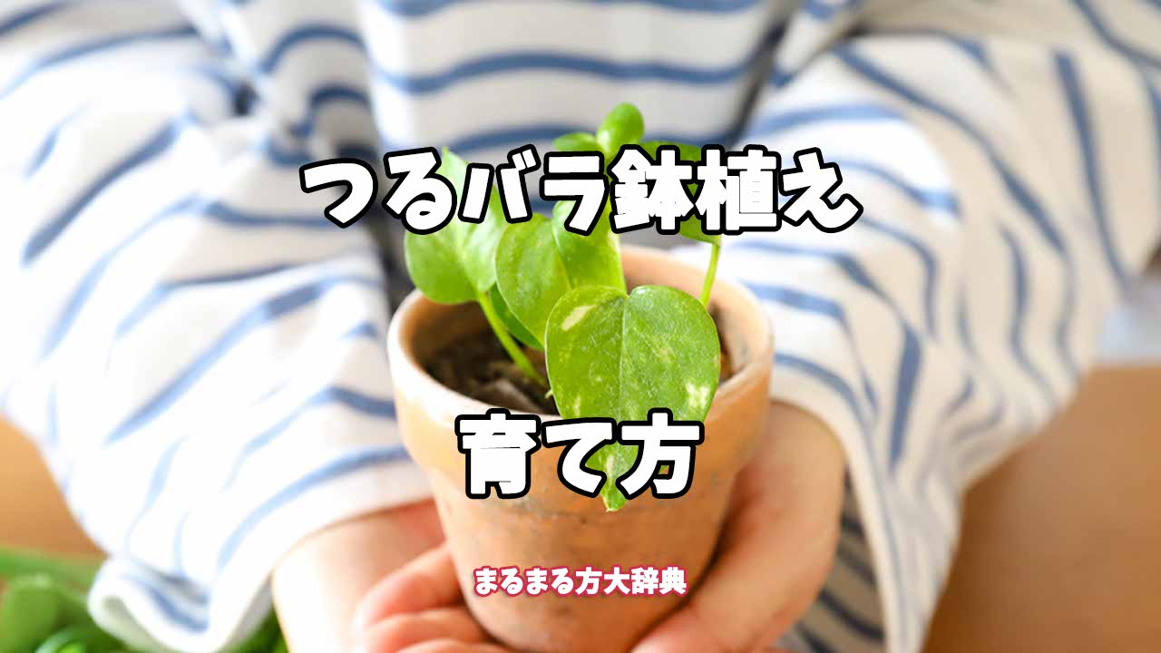 【プロが解説】つるバラ鉢植えの育て方