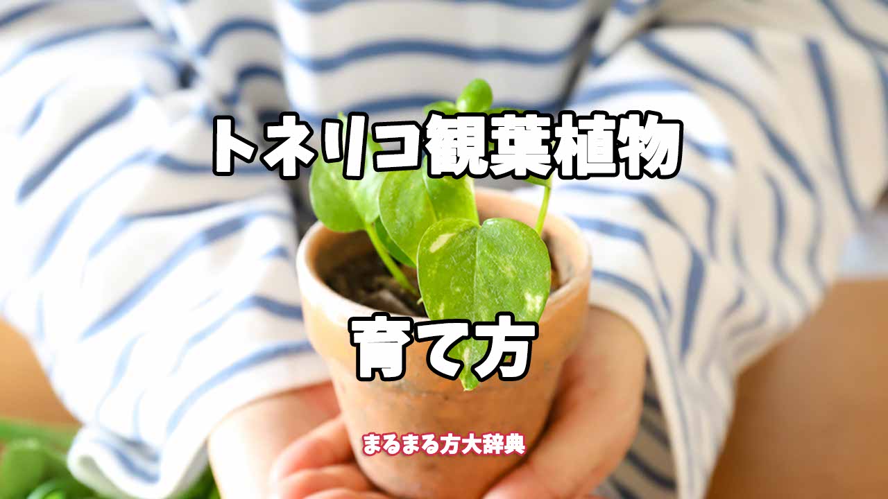 【プロが解説】トネリコ観葉植物の育て方