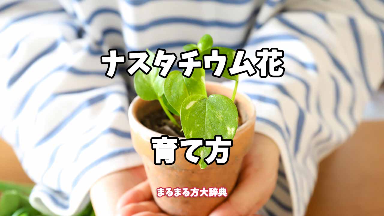 【プロが解説】ナスタチウム花の育て方
