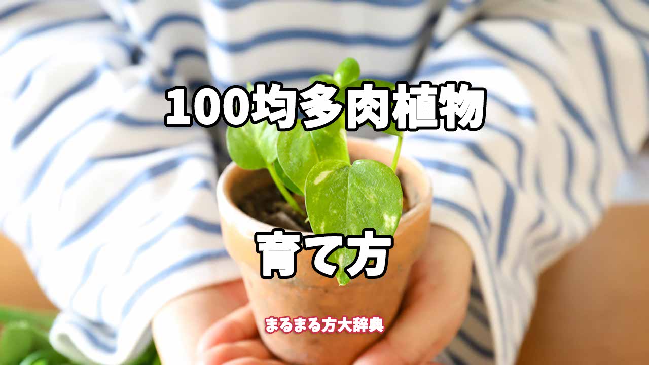 【プロが解説】100均多肉植物の育て方