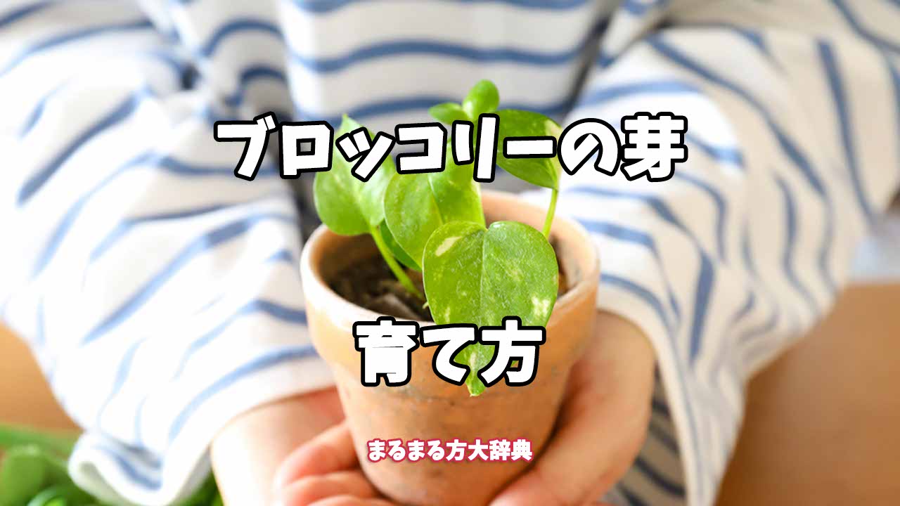 【プロが解説】ブロッコリーの芽の育て方