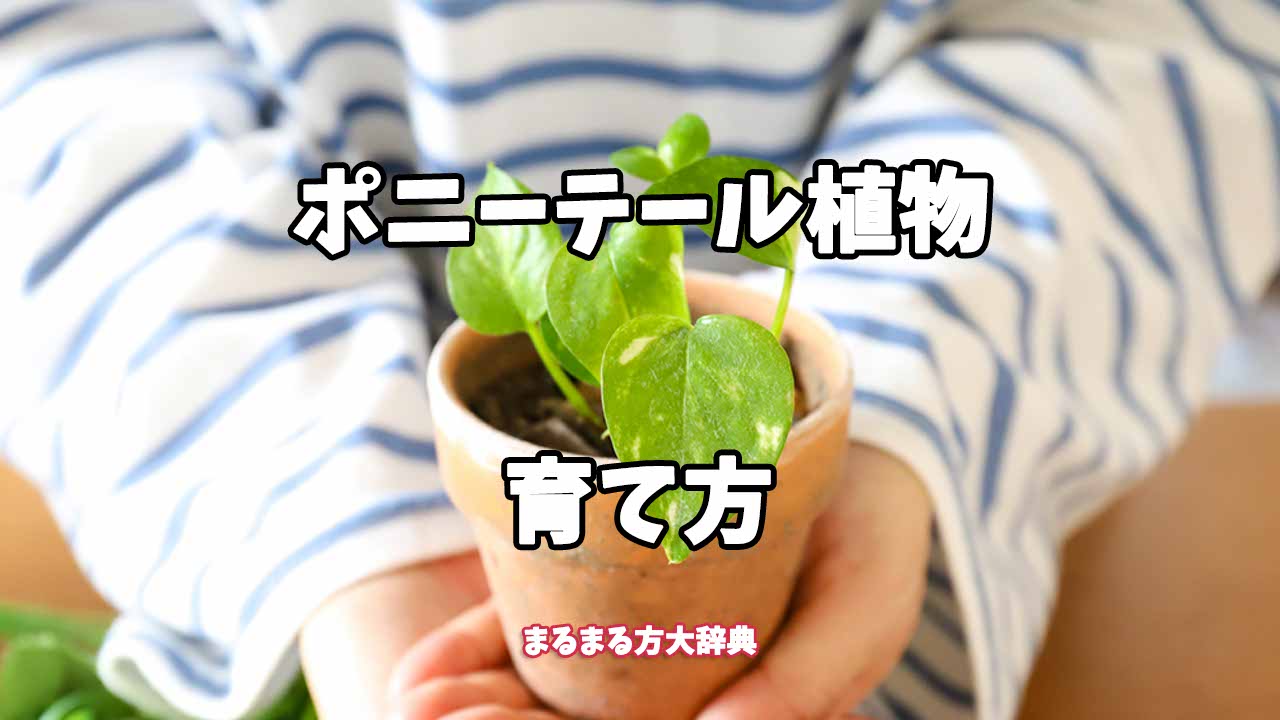 【プロが解説】ポニーテール植物の育て方