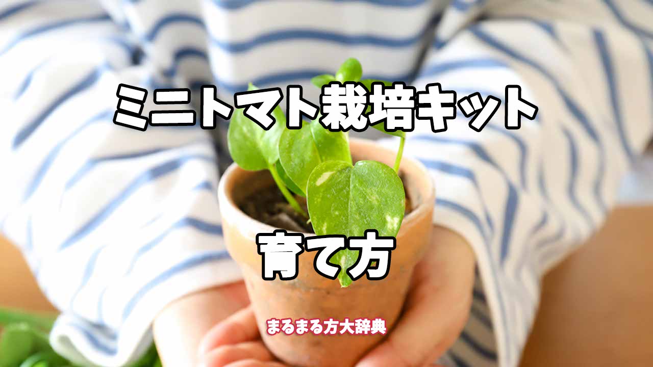 【プロが解説】ミニトマト栽培キットの育て方