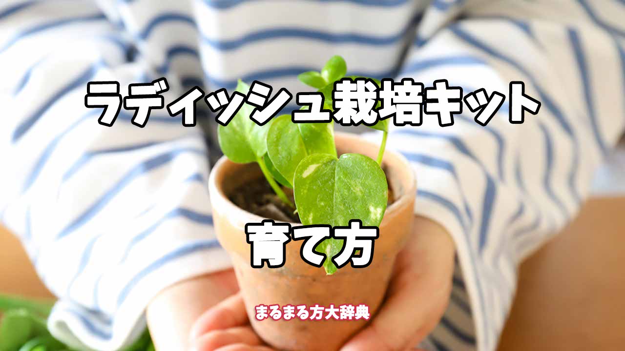 【プロが解説】ラディッシュ栽培キットの育て方