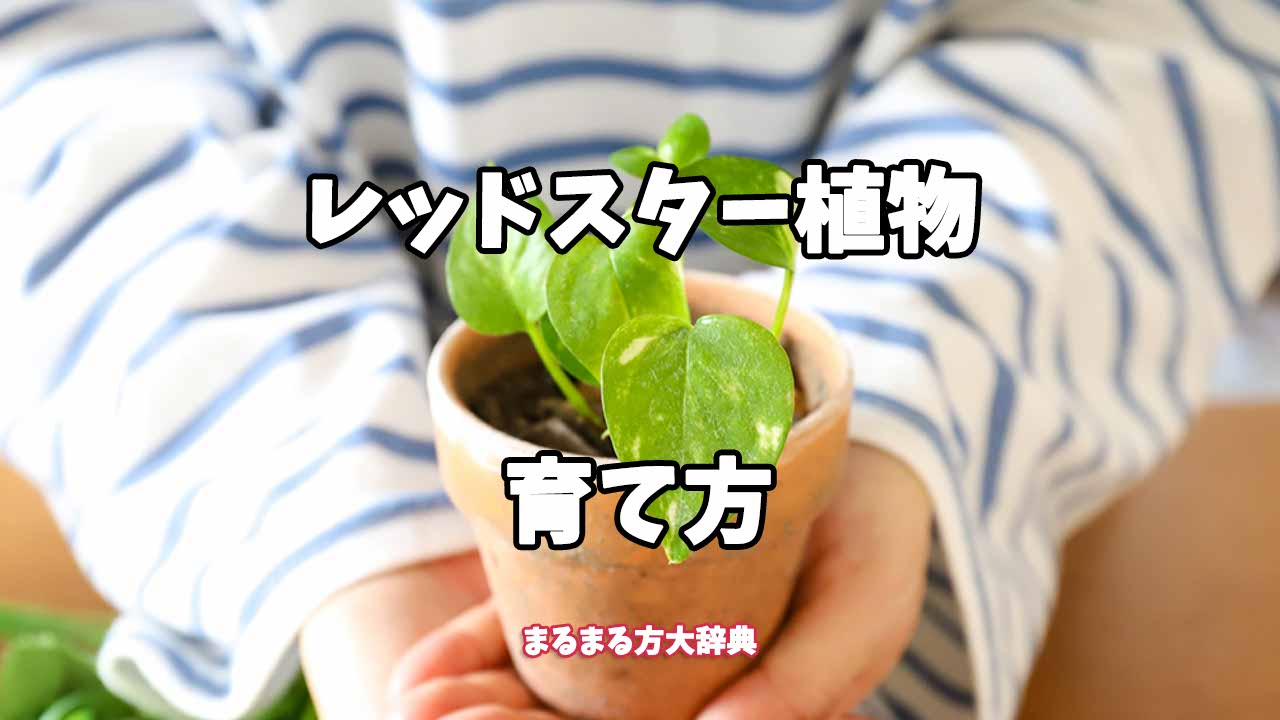 【プロが解説】レッドスター植物の育て方