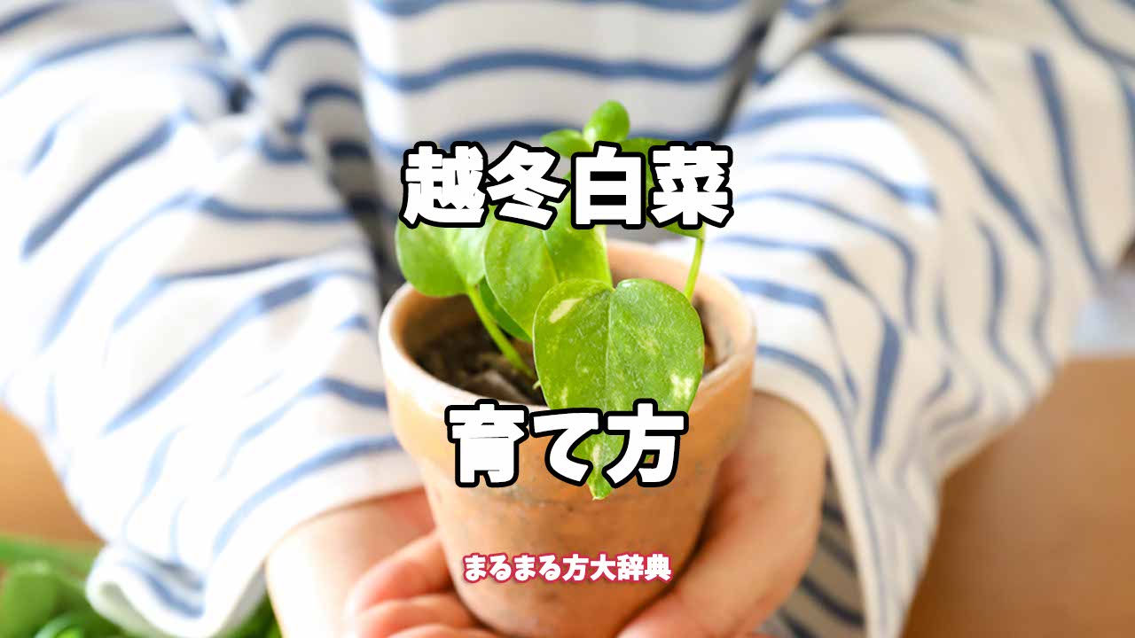 【プロが解説】越冬白菜の育て方
