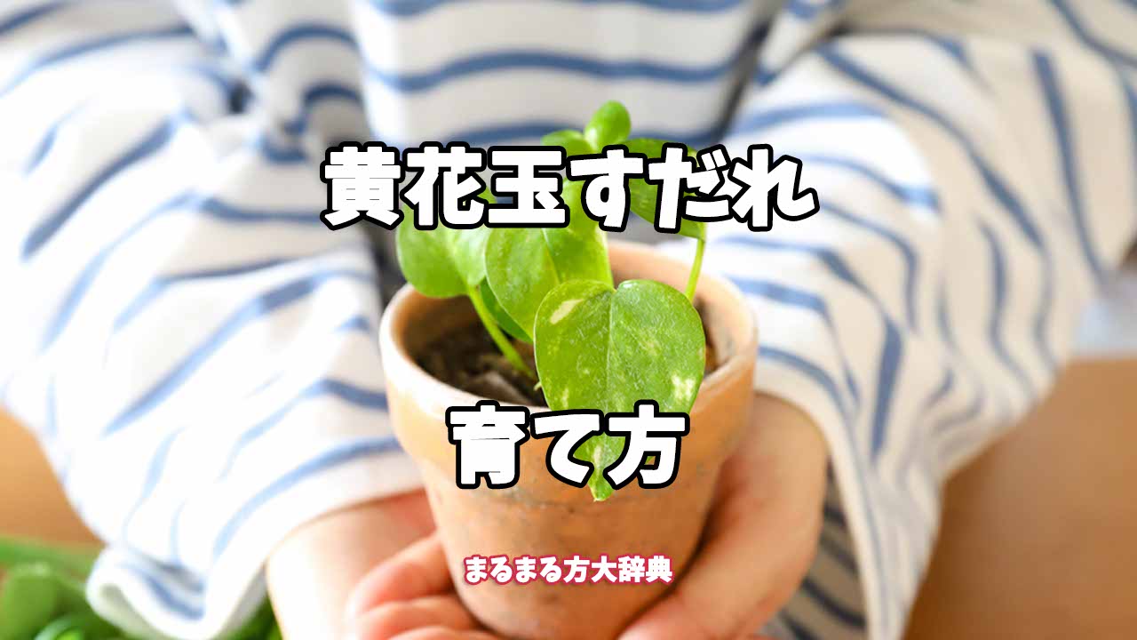 【プロが解説】黄花玉すだれの育て方