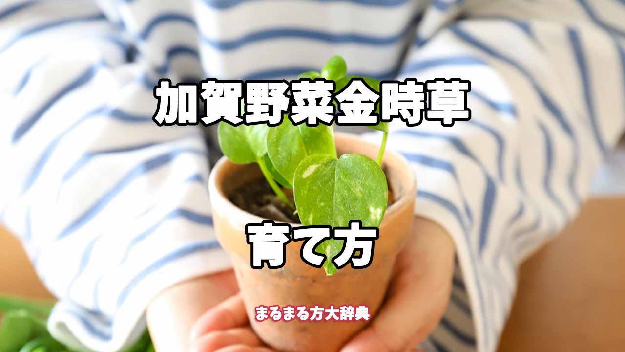 【プロが解説】加賀野菜金時草の育て方