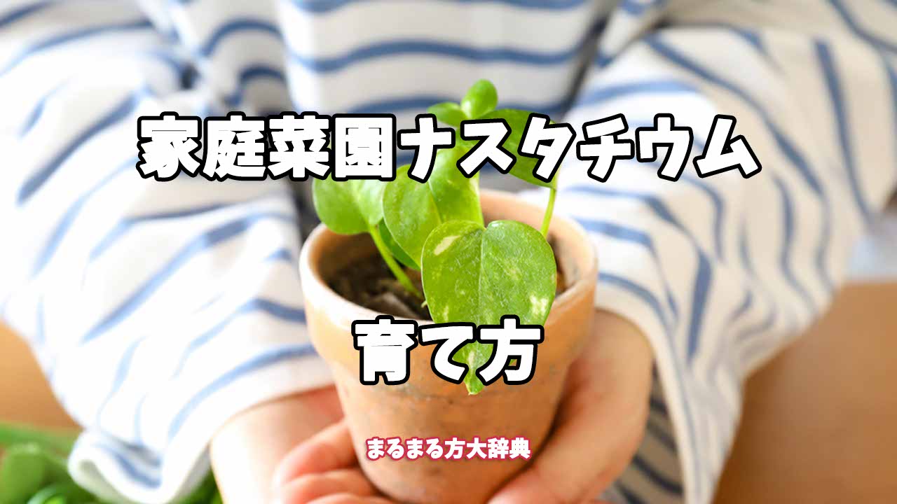 【プロが解説】家庭菜園ナスタチウムの育て方