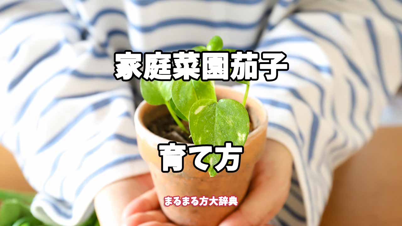 【プロが解説】家庭菜園茄子の育て方