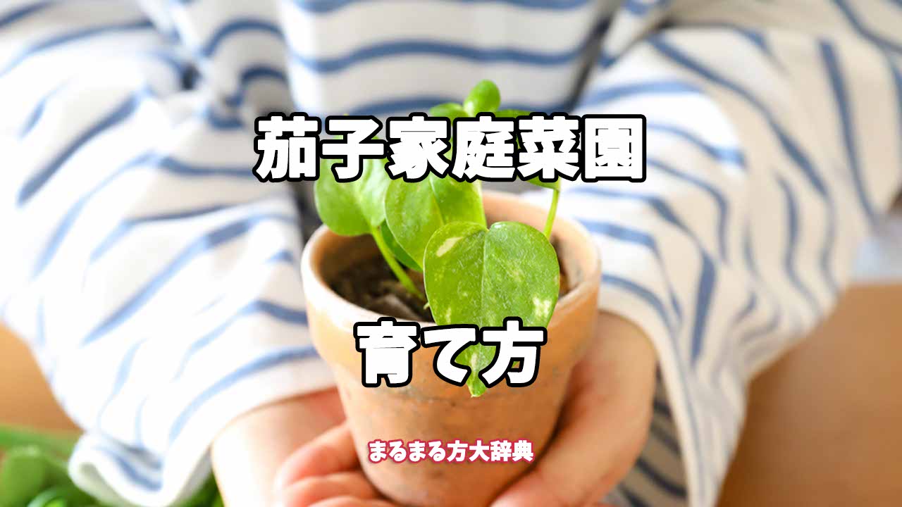 【プロが解説】茄子家庭菜園の育て方