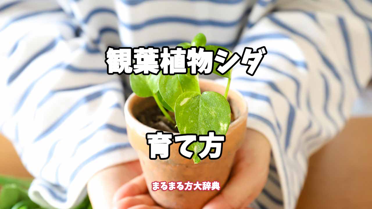 【プロが解説】観葉植物シダの育て方