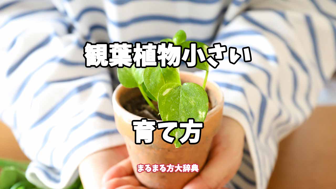 【プロが解説】観葉植物小さいの育て方