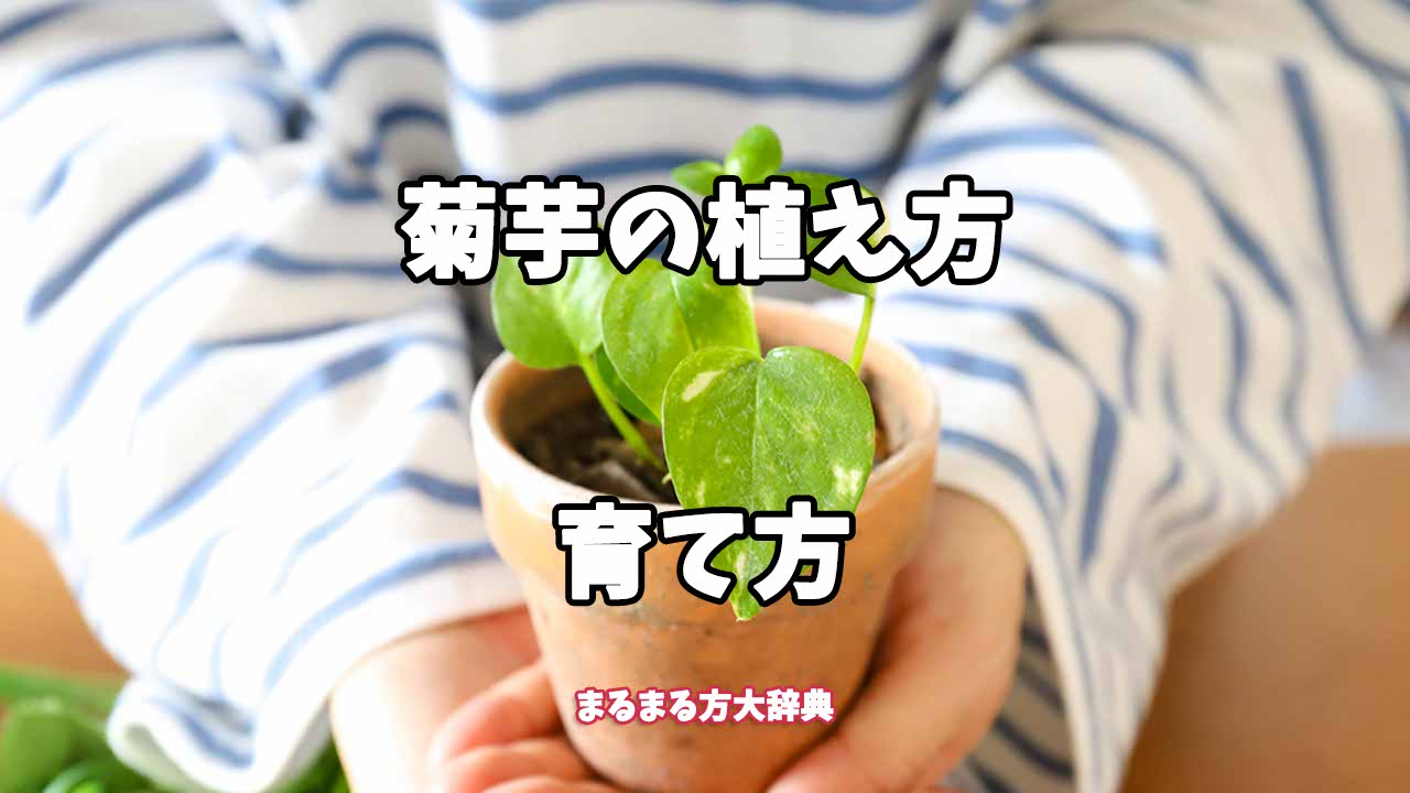 【プロが解説】菊芋の植え方の育て方