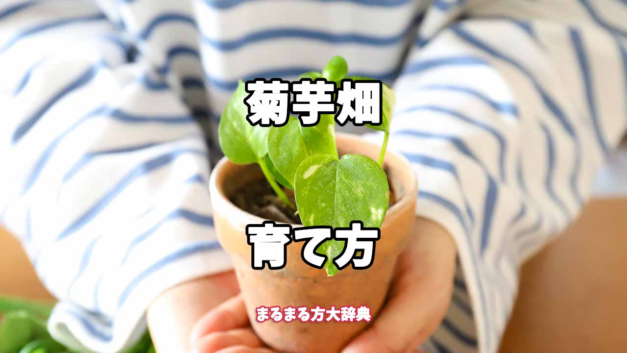 【プロが解説】菊芋畑の育て方