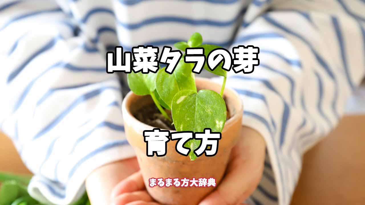 【プロが解説】山菜タラの芽の育て方