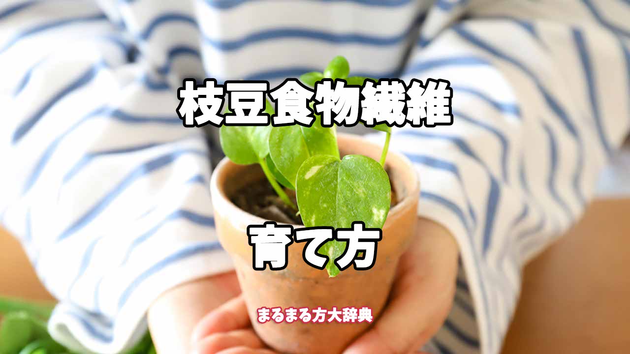 【プロが解説】枝豆食物繊維の育て方