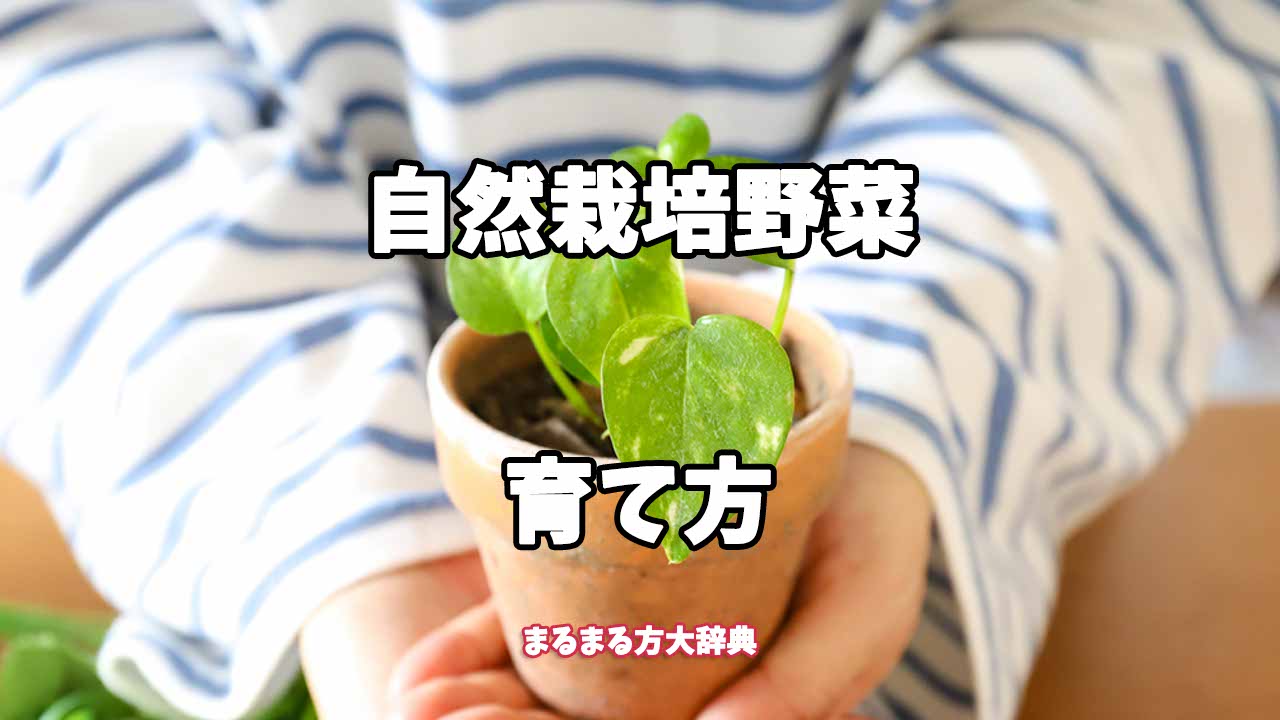 【プロが解説】自然栽培野菜の育て方
