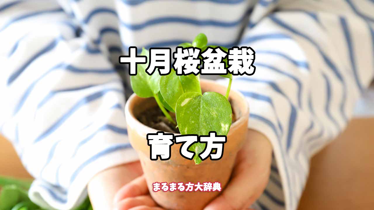 【プロが解説】十月桜盆栽の育て方