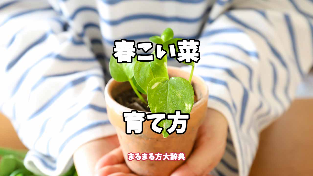 【プロが解説】春こい菜の育て方