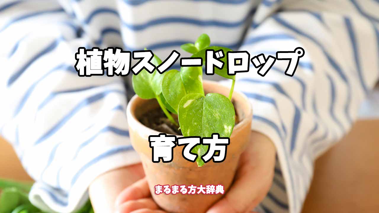 【プロが解説】植物スノードロップの育て方