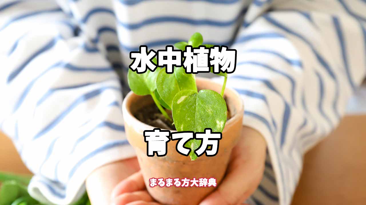 【プロが解説】水中植物の育て方