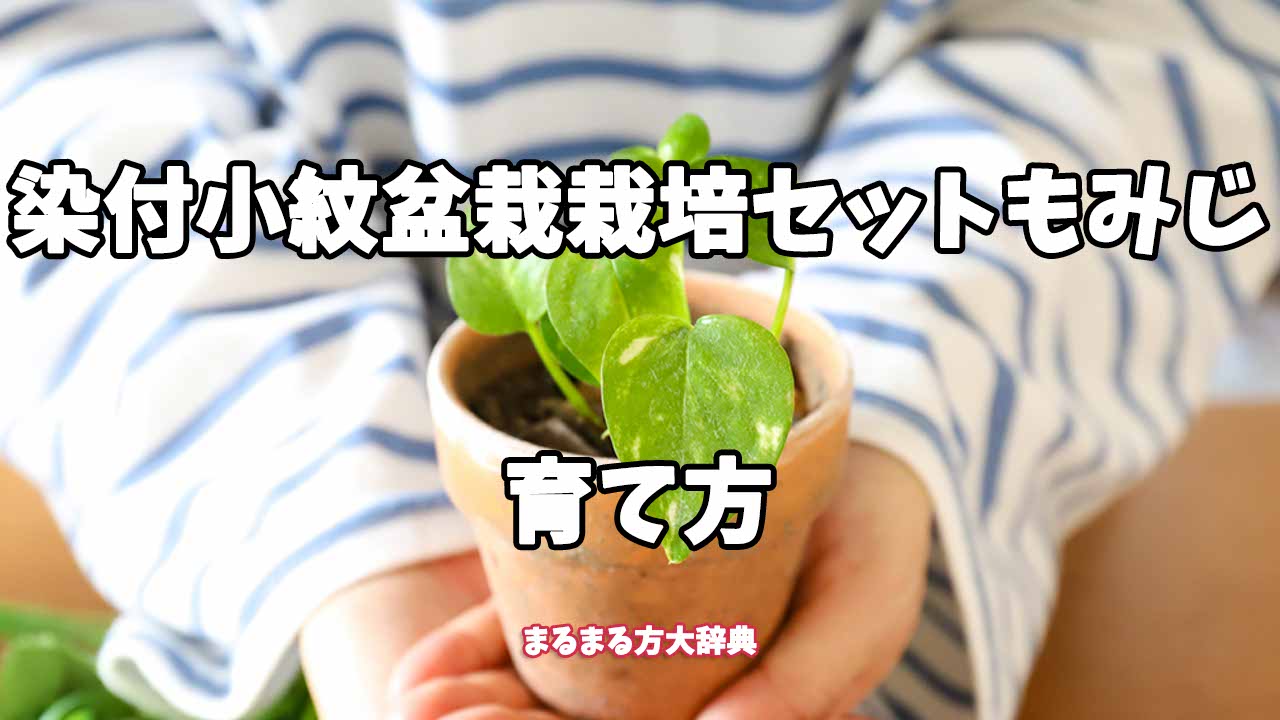 【プロが解説】染付小紋盆栽栽培セットもみじの育て方