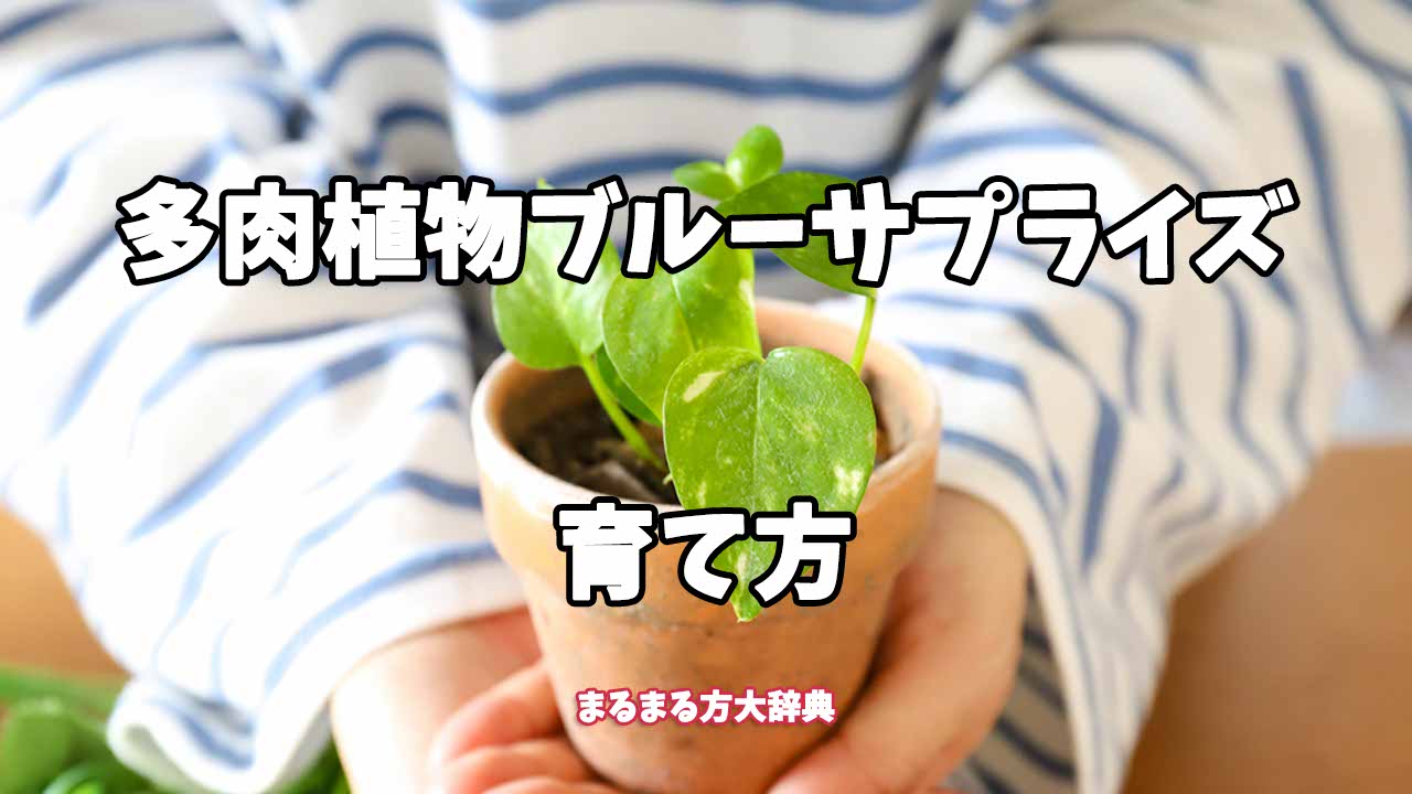 【プロが解説】多肉植物ブルーサプライズの育て方