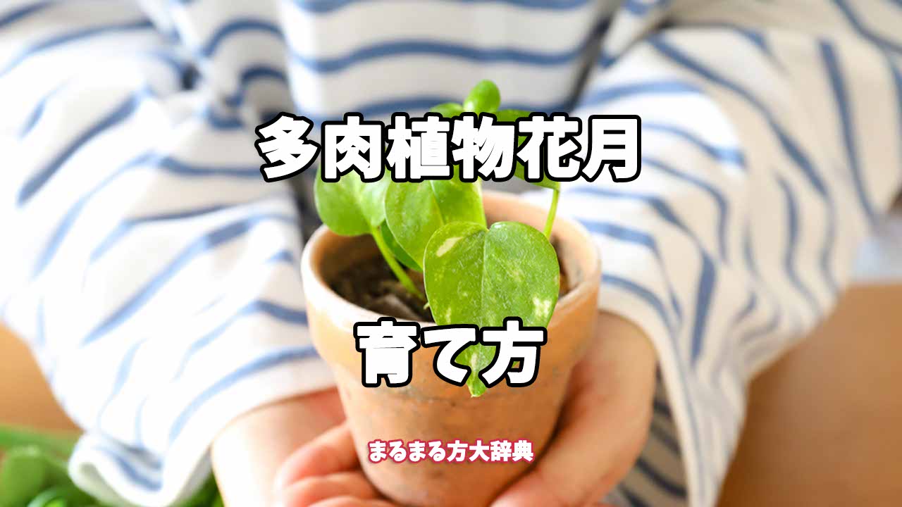 【プロが解説】多肉植物花月の育て方