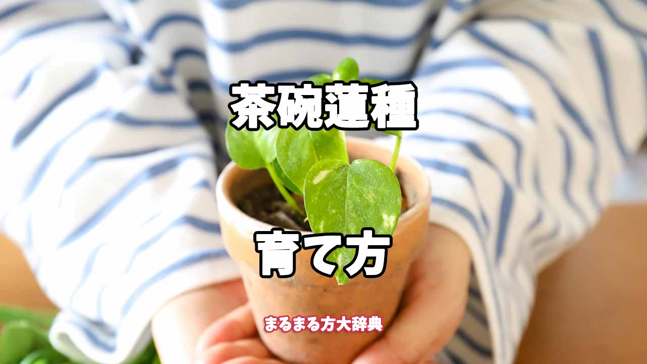 【プロが解説】茶碗蓮種の育て方