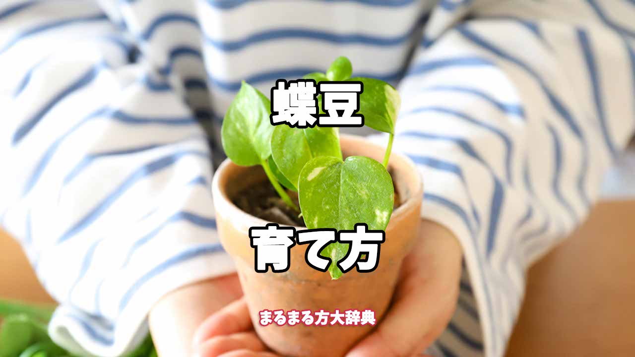 【プロが解説】蝶豆の育て方