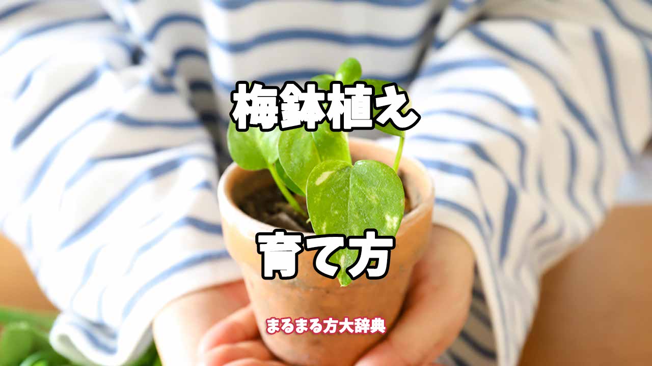 【プロが解説】梅鉢植えの育て方