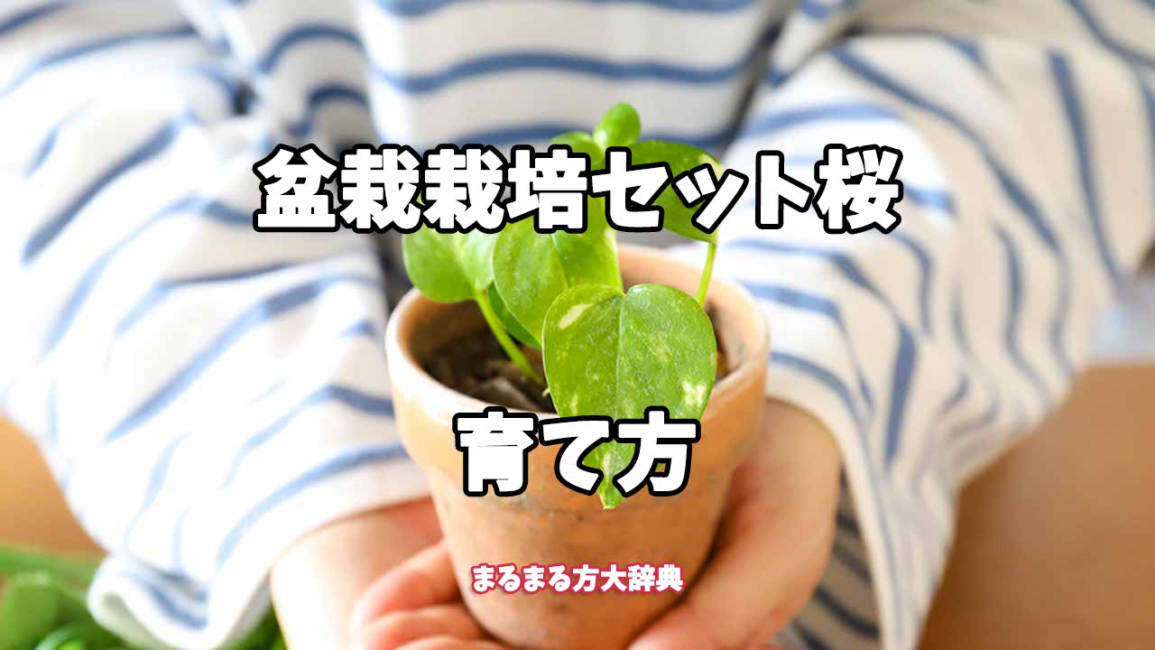 【プロが解説】盆栽栽培セット桜の育て方