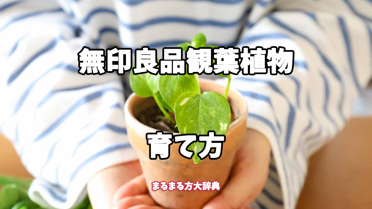 【プロが解説】無印良品観葉植物の育て方