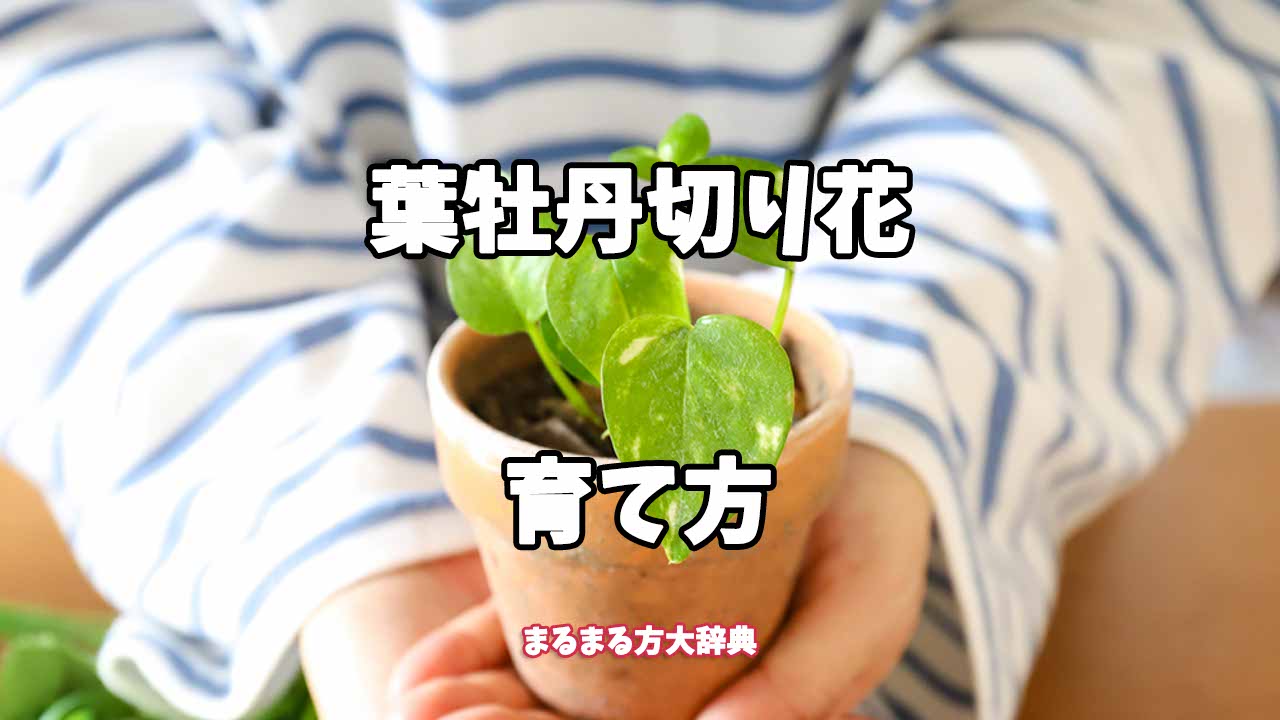 【プロが解説】葉牡丹切り花の育て方