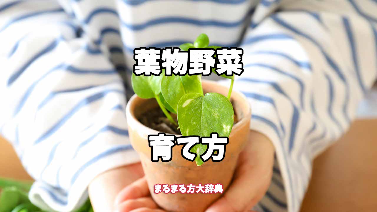 【プロが解説】葉物野菜の育て方
