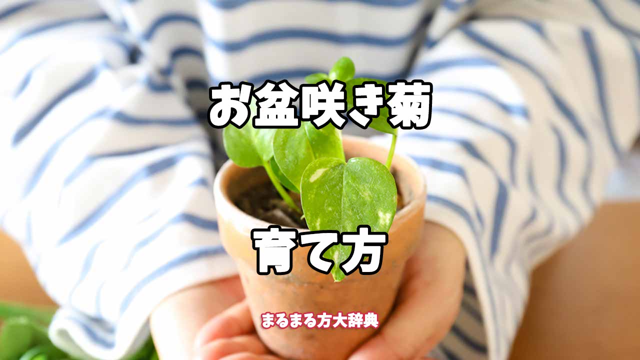【プロが解説】お盆咲き菊の育て方