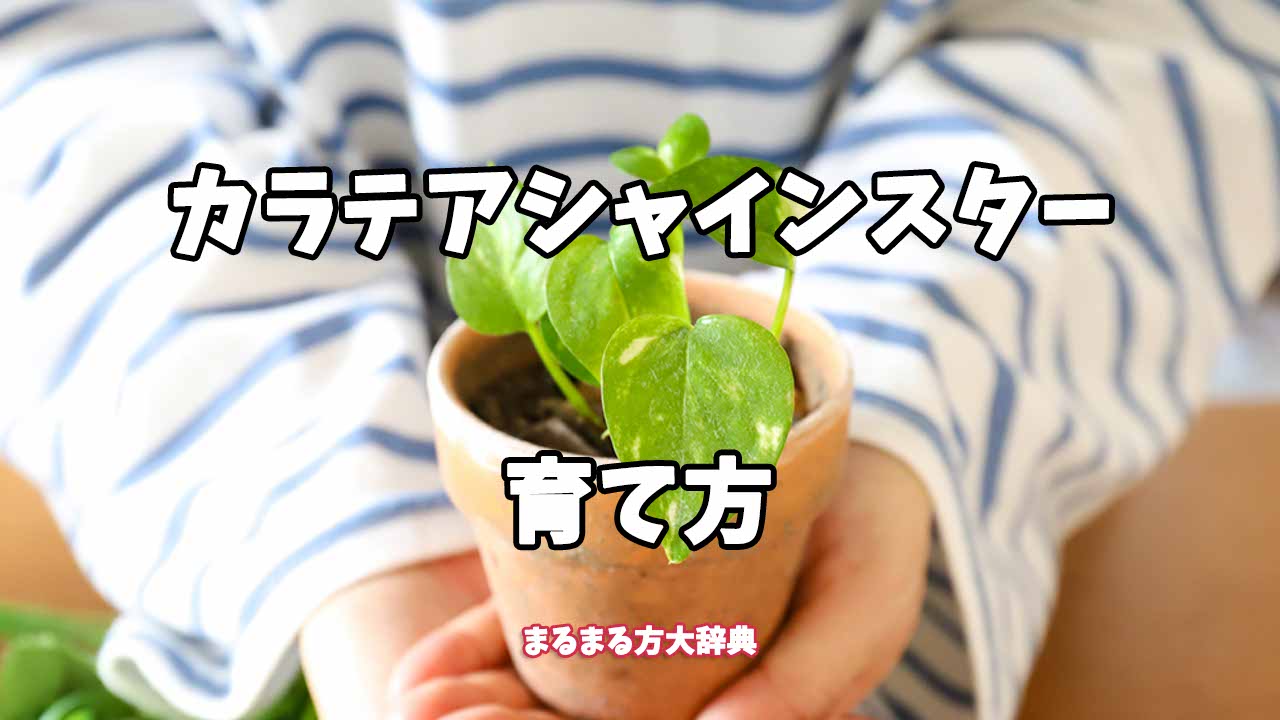 【プロが解説】カラテアシャインスターの育て方