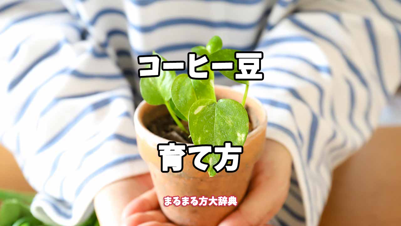 【プロが解説】コーヒー豆の育て方